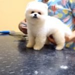 Pomeranian Boo Tıraşı Modelleri 2