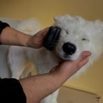 Samoyed Traşı ve Modelleri