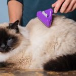birman kedi tıraşı modelleri