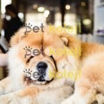 chow chow tıraşı modelleri