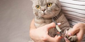 kedi tırnak kesimi fiyatları
