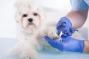 köpek tırnak kesimi fiyatları