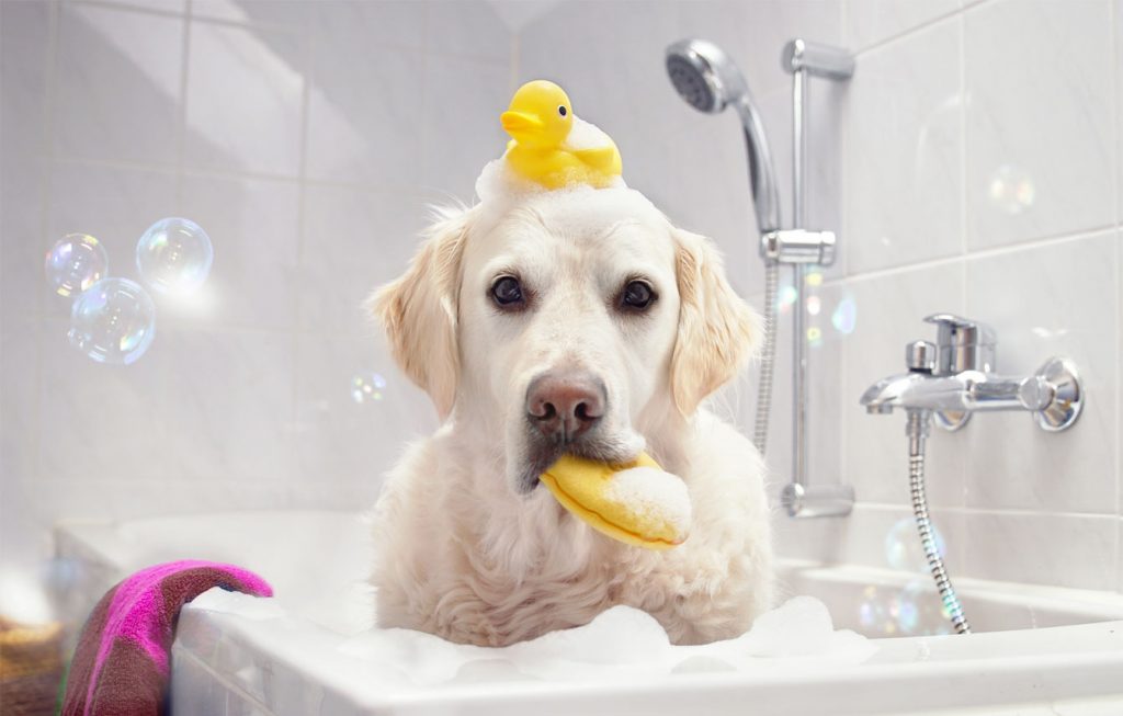 köpek yıkama fiyatları