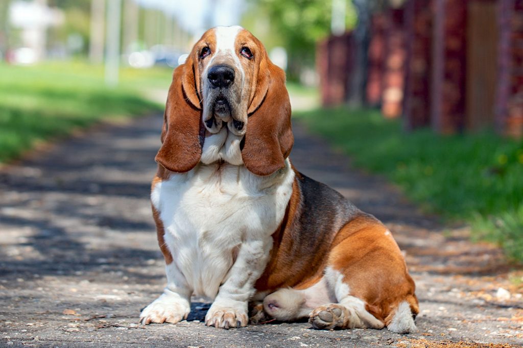 Basset Hound Traşı ve Bakımı