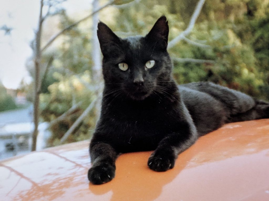 rüyada kedi görmek