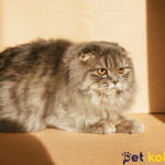 british longhair traş modelleri