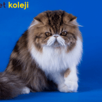 british longhair traş modelleri