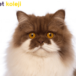 british longhair traş modelleri