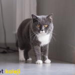 british shorthair traş modelleri