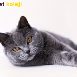 british shorthair traş modelleri