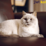 british shorthair traş modelleri