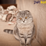 scottish fold traş modelleri