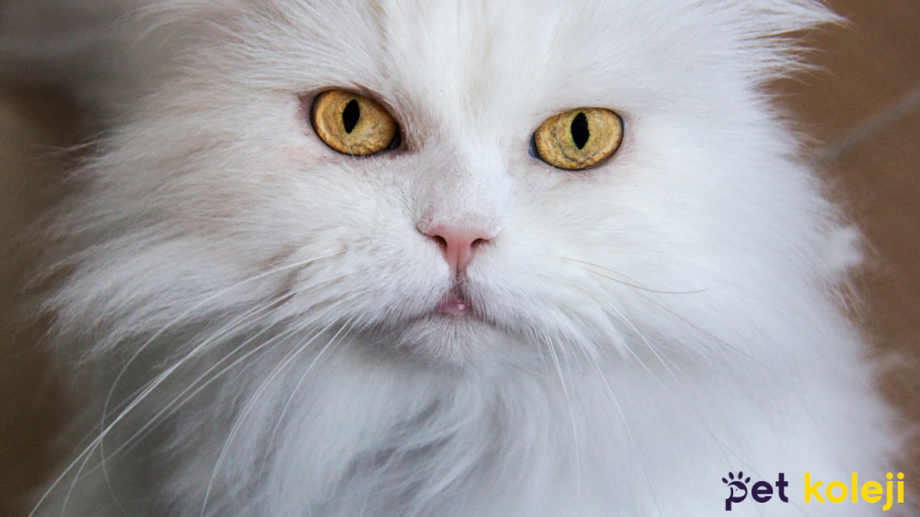 Ankara kedisi tıraşı ve bakımı