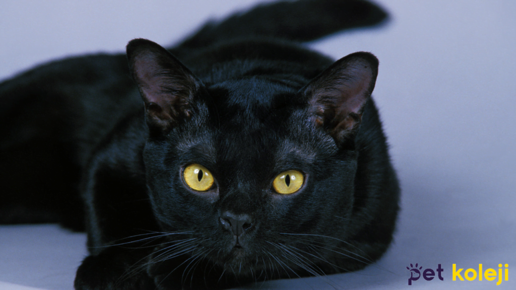 Bombay Kedisi Traşı ve Bakımı