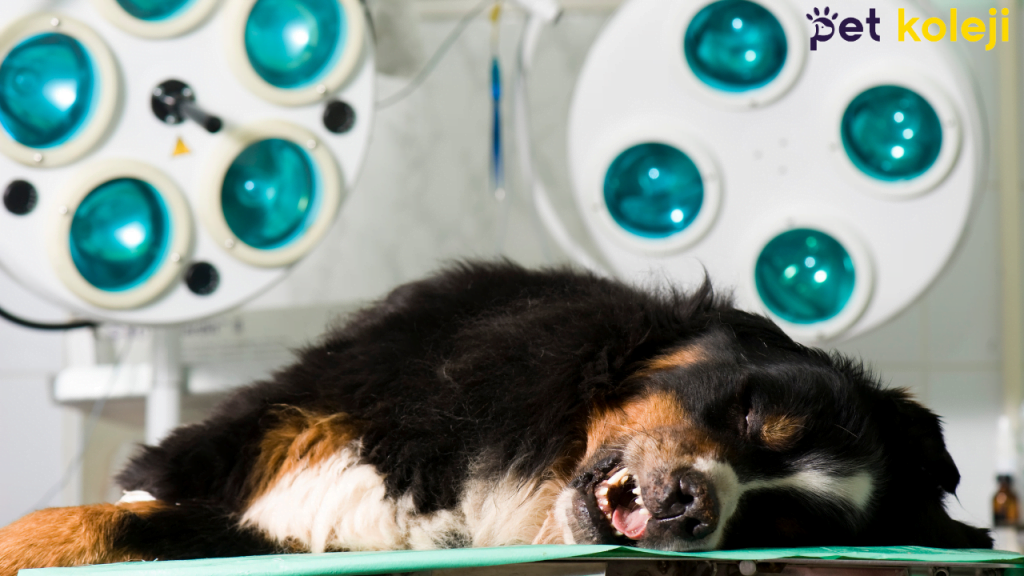 Köpeklerde Anestezi Zararları