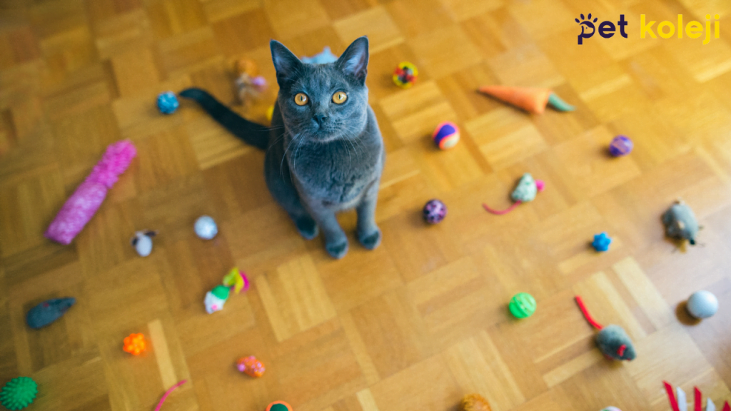 Chartreux Kedisi Tıraşı ve Bakımı