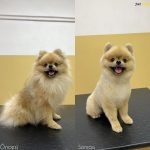 pomeranian makas traşı modelleri